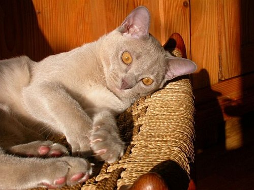Burmakatze Thandis Kitty