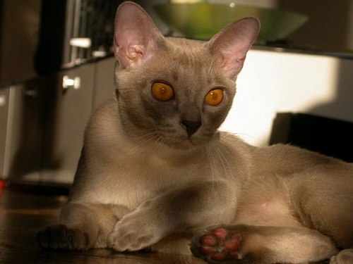 Burmakatze Thandis Kitty