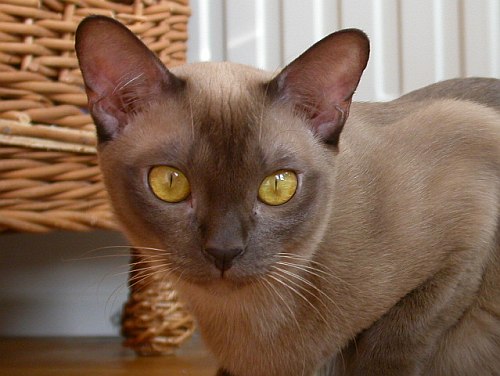 Burmakatze Thandis Kleopatra