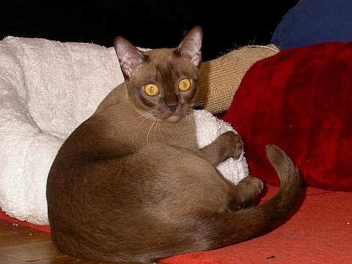 Burmakatze Thandis Kleopatra