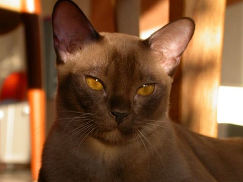 Burmakatze Thandis Kleopatra Kleo 23. Mrz 2008