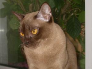 Burmakatze Thandis Kleopatra