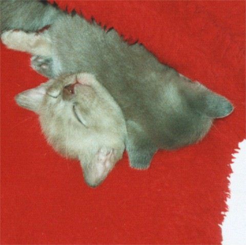 blaues kitten kuschelt auf chocolate tiger