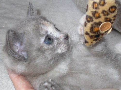 Burmaktzchen Thandis M-Wurf