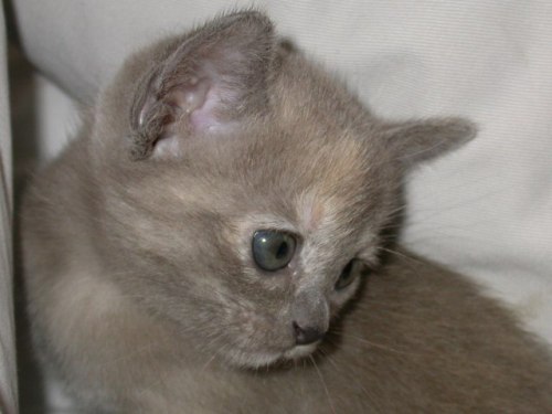 Burmaktzchen Thandis M-Wurf