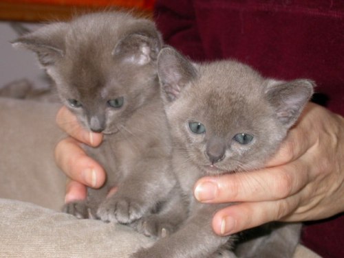 Burmaktzchen Thandis M-Wurf