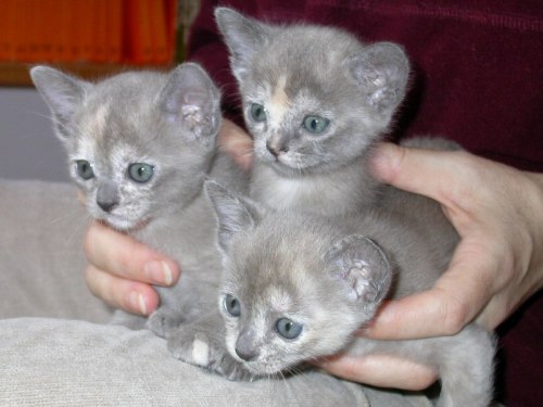 Burmaktzchen Thandis M-Wurf