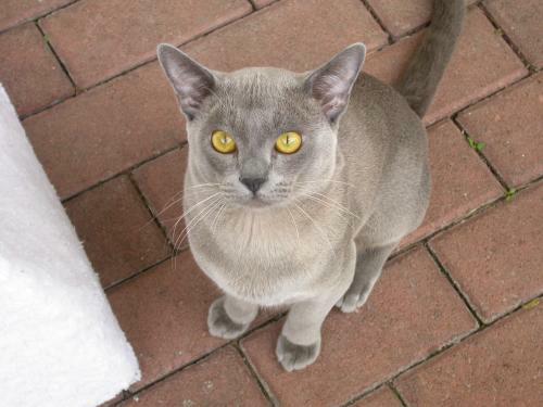 Burmakatze Thandis Max