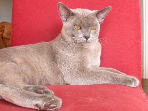 Burmakatze Thandis Max