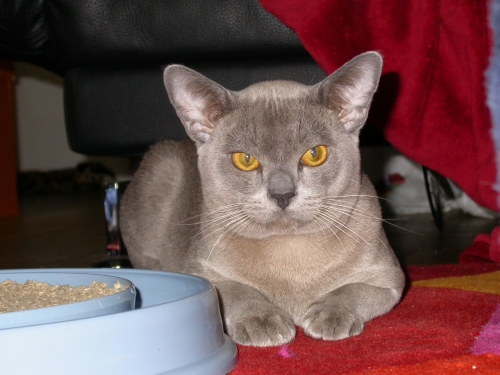 Burmakatze Thandis Max