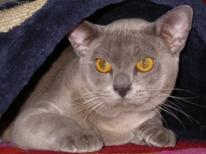 Burmakatze Thandis Max