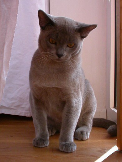 Burmakatze Thandis Max