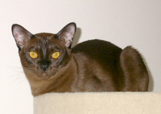 Burmakatze Thandis Desdemona