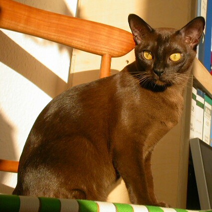 Burmakatze Thandis Desdemona