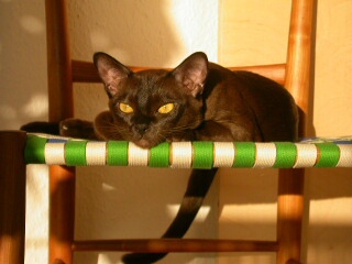 Burmakatze Thandis Desdemona