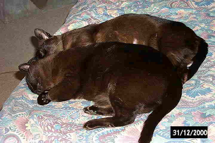 Mocha Mae und Meranti Mirella