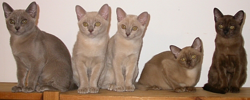 Burmaktzchen Thandis