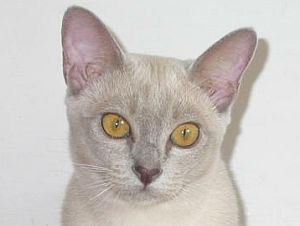 Burmakatze Thandis Neele