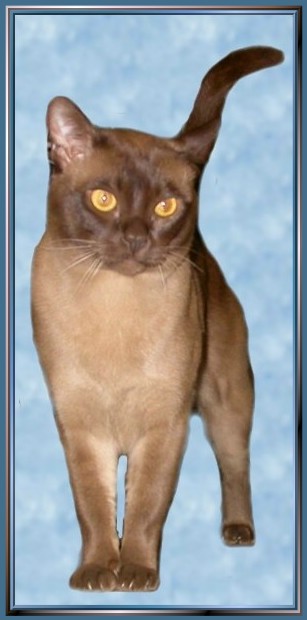 Burmakater Thandis African Tiger