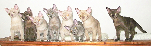 Burmaktzchen Thandis