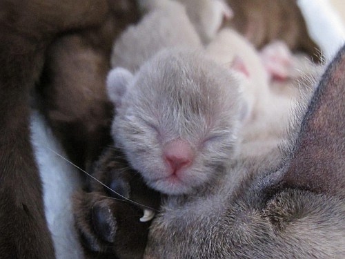 Burmaktzchen Thandis Q-Wurf