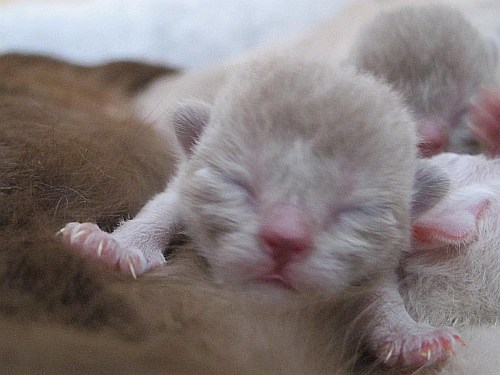 Burmaktzchen Thandis Q-Wurf