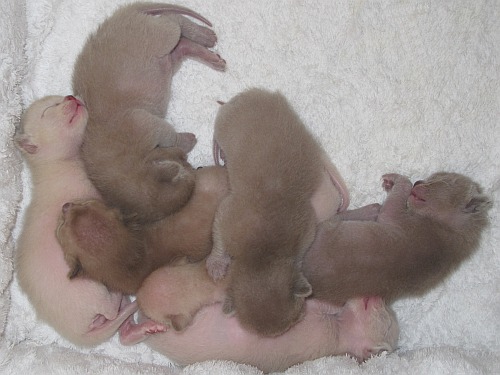 Burmaktzchen Thandis Q-Wurf