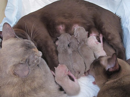 Burmaktzchen Thandis Q-Wurf