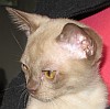 Burmakitten