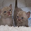 Burmakitten