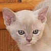 Burmakitten
