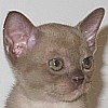 Burmakitten