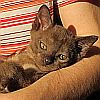 Burmakitten