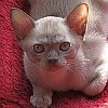 Burmakitten