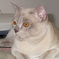 Burmakatze Keeza Quincy Jones