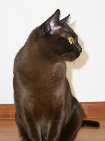 Burmakatze Nikita Thandi