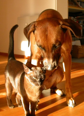 Burmakatze Nikita Thandi & Rhodesian Ridgeback Johokwe Ka'nyali