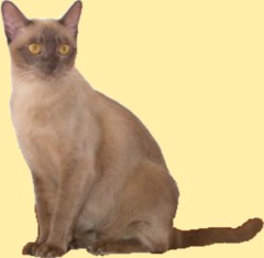 Burmakatze GIC Thandis Coco Chanel