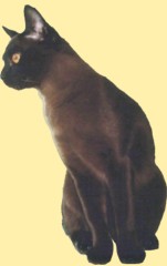 Burmakatze Eurochampion Nikita Thandi