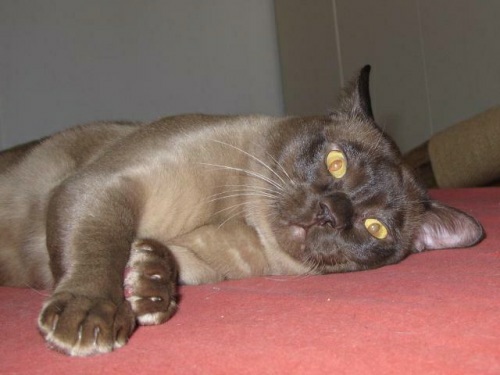 Burmakatze Thandis African Tiger