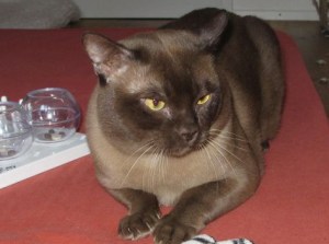 Burmakatze Europachampion Thandi's African Tiger