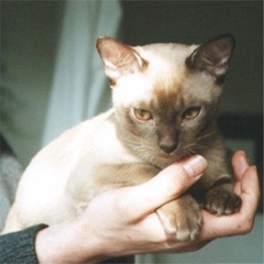 Burmakitten Thandis African Tiger