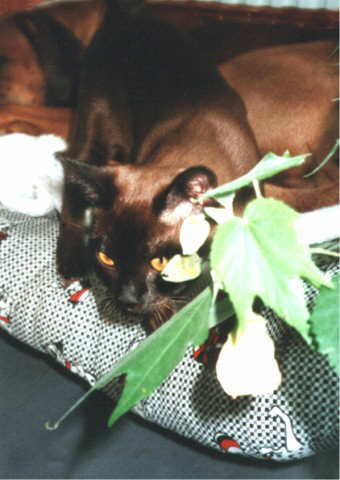 Burmakatze Nikita Thandi